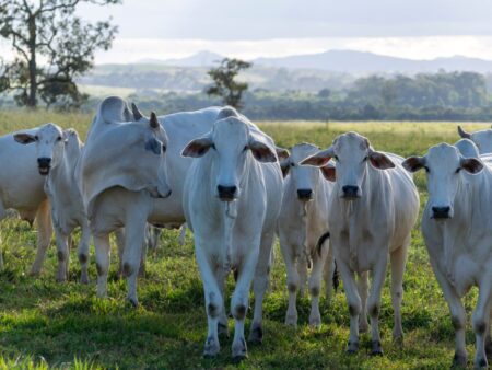 Arroba do boi gordo estável após o Natal