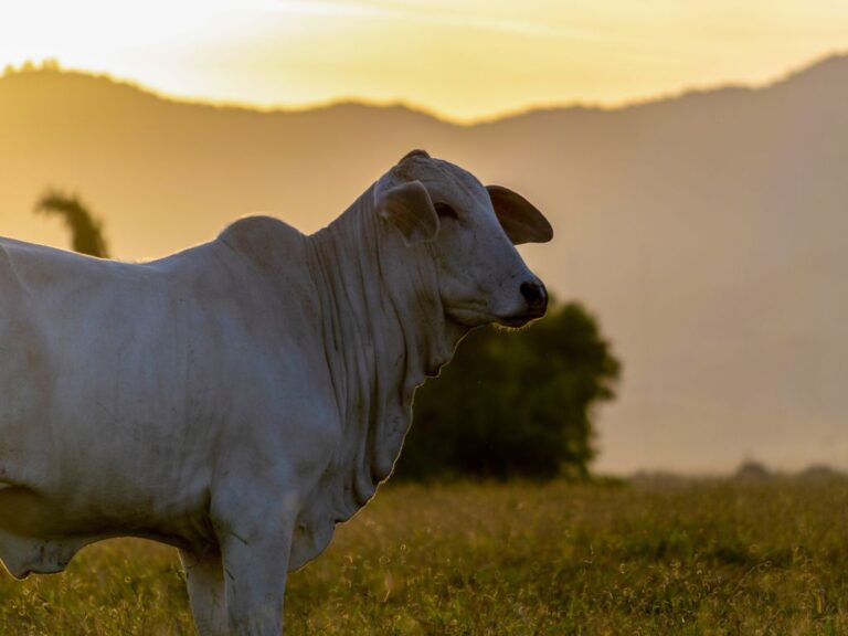 Semana termina com preços estáveis para o boi gordo em SP