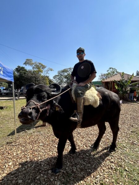 Passeio de búfalo atrai a atenção de visitantes na Expointer