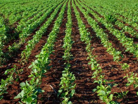 Plantio de soja é concluído em Goiatuba/GO