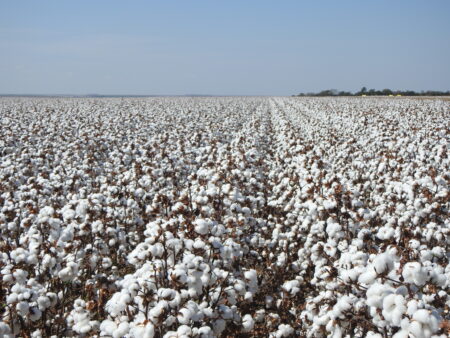 Algodão: melhora da rentabilidade do produtor pode levar a aumento de área no MT