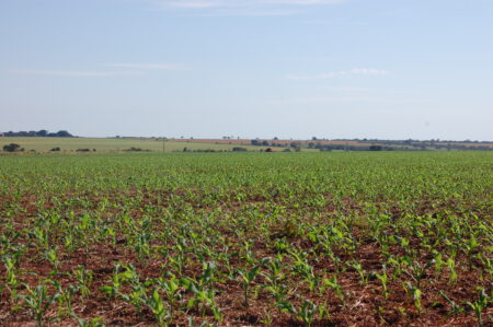 Previsões de redução na produção brasileira de milho 2024, da safra e safrinha