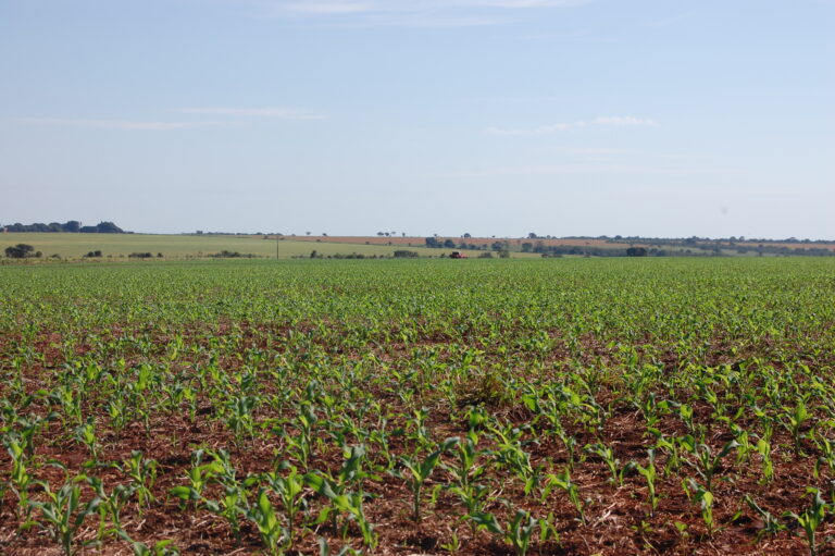 Previsões de redução na produção brasileira de milho 2024, da safra e safrinha