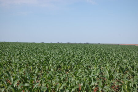 Milho no MT: qual o preço e a produtividade para fugir do vermelho?