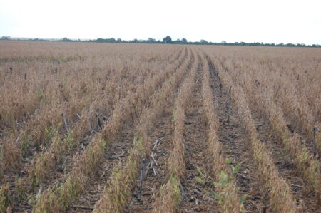 157,3 milhões de toneladas: Abiove revisa para cima a produção de soja