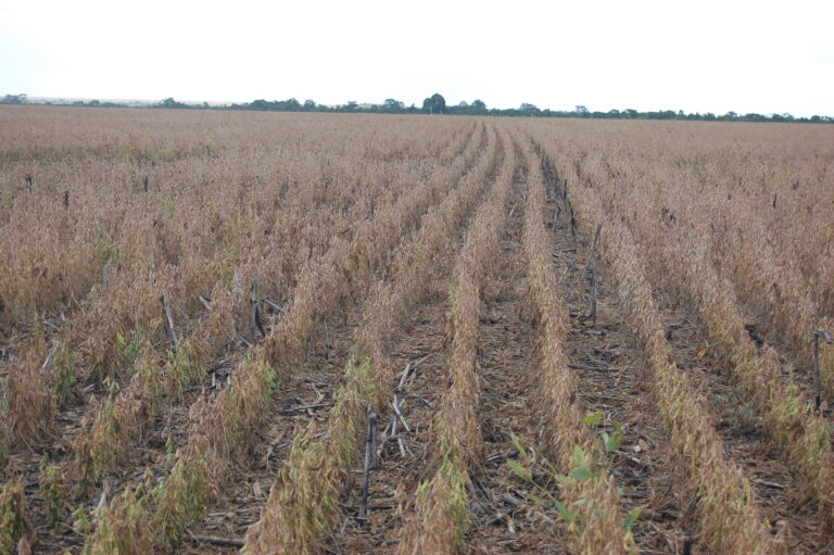 157,3 milhões de toneladas: Abiove revisa para cima a produção de soja