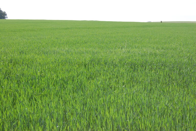 Porque o mercado brasileiro de trigo está em alerta