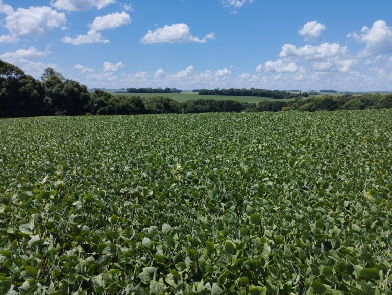 Clima americano e dólar em alta guiam os rumos da soja para o produtor brasileiro