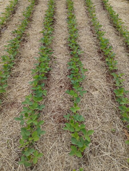 Soja mais barata no Brasil pode levar ao embarque de 100 milhões de toneladas