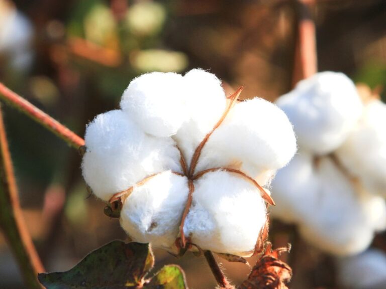 Mercado do algodão em pluma está em baixa