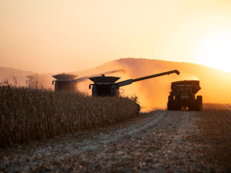 Plantio da safra verão de milho 2023/24 atinge 36,4%