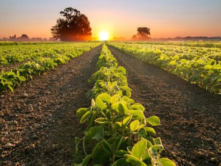 Soja: valorização do dólar e demanda externa elevam preços