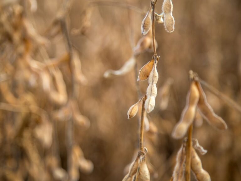 Preço da soja cai 13% em janeiro