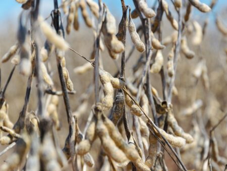 Soja em Dourados/MS: resultado da colheita tem sido ruim