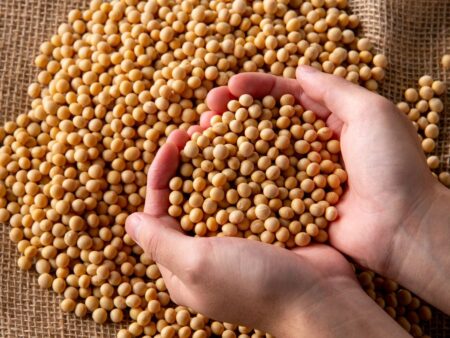 Soja: corte na produção não impacta contratos futuros em Chicago