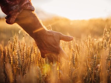 Trigo tem preços mais altos desde 2023