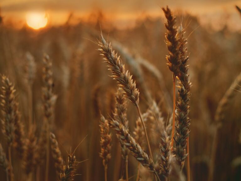 Por que as negociações de trigo não decolam?