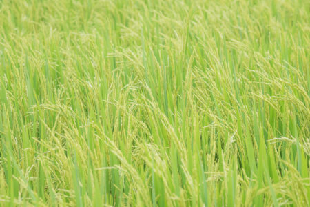 Preços do arroz se aproximam da máxima histórica