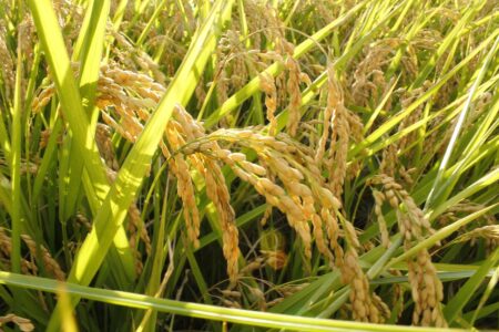 Arroz: cotações rumam para recorde histórico