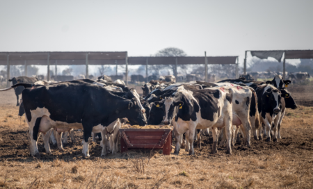 RS é o estado mais atuante no combate à brucelose e tuberculose