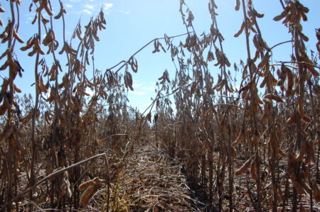 Quais os possíveis efeitos na soja do conflito em Israel