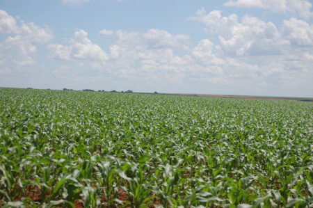 Milho: atraso na soja pode reduzir ainda mais a área da safrinha