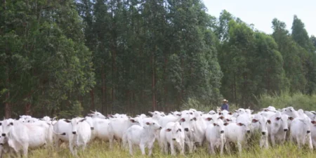Touros ou inseminação artificial: Como sair da dúvida?