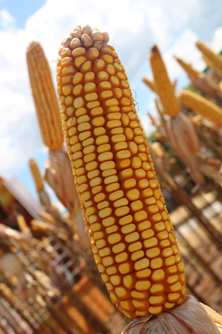 Milho: mercado atento a demanda aquecida, sobretudo das exportações