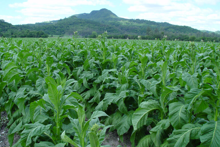 Renda per capita mensal do produtor de tabaco é o dobro da média brasileira