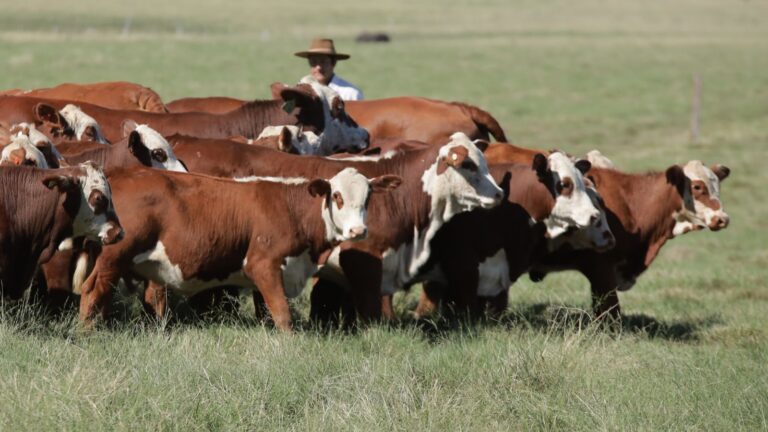 RS espera super novembro na proteína animal