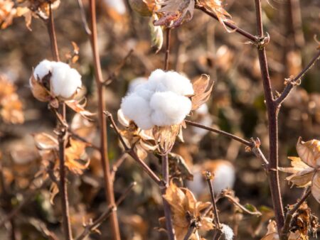 Maio tem os preços mais baixos do algodão em quase 4 anos