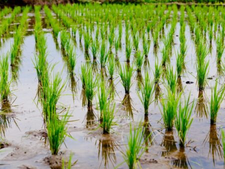 Arroz: disparada do dólar e demanda internacional devem elevar os preços