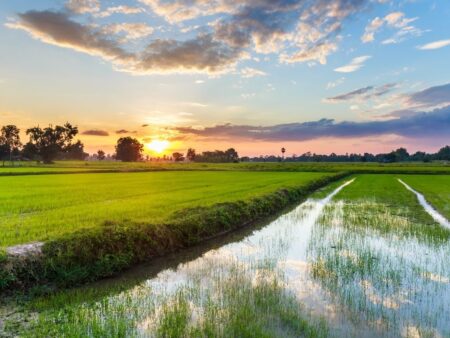 Perspectiva 2024 – Arroz