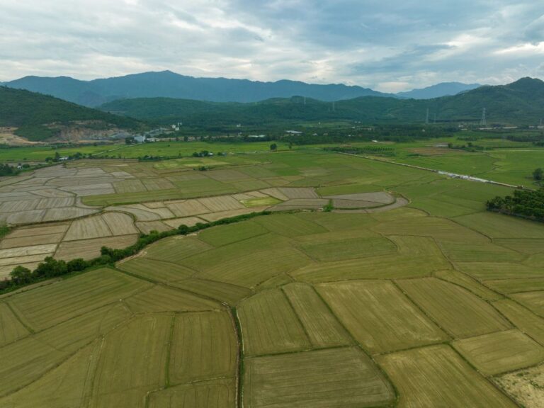 Arroz: semeadura avança no RS