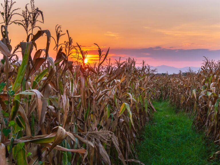 Milho: preços recuam em janeiro