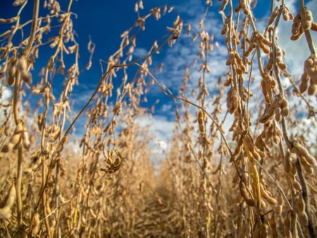 Soja: preços sobem em Chicago