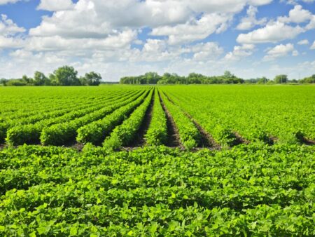 Soja: Patos de Minas (MG) espera aumento de 6% na área da safra 2023/24