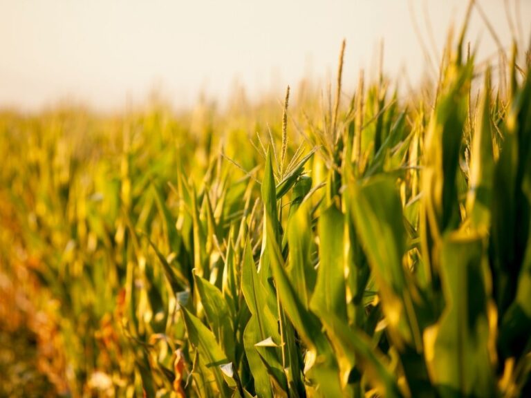 Milho deve registrar lentidão nesta terça