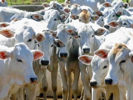 Veja a arroba do boi para esta quinta em SP
