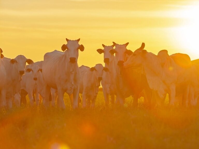 Quem segura o boi?! Arroba decola em menos de 40 dias