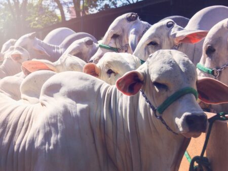 Arroba do boi volta a subir em SP