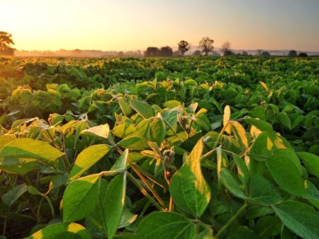 Soja: Goiatuba (GO) espera cultivar 78 mil he na safra 2023/24