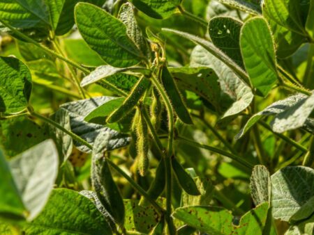 Soja em Cornélio Procópio/PR: quebra estimada no rendimento inicial previsto deve ser de 33%