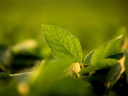 Soja: por que os preços estabilizaram?