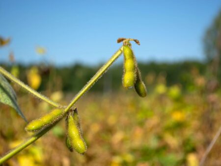 Soja pressionada em setembro pela queda em Chicago