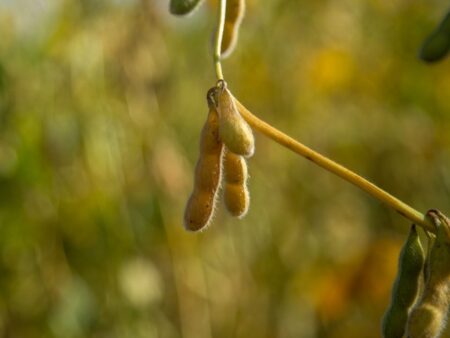 Soja: produção pode chegar a 164,7 mi de t na safra 2024