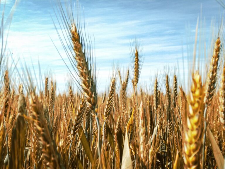 Trigo tem alta em Chicago