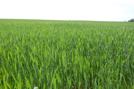 Trigo: preços sobem com a piora das lavouras