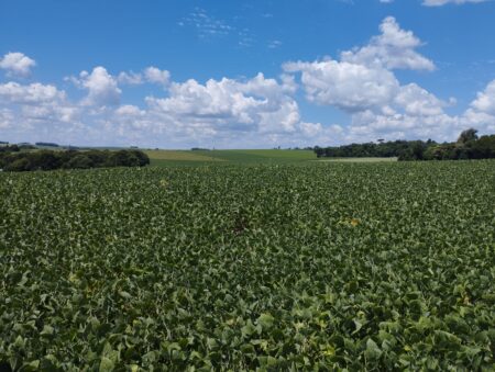 Clima no Brasil direciona mercado de soja