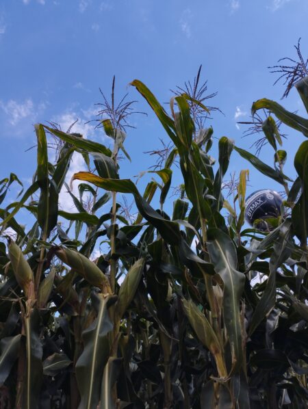 Atraso no plantio da soja pode impactar safrinha de milho e as cotações subirem